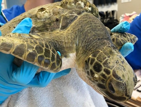 Florida Aquarium Rallies For Endangered Sea Turtles Amid Mounting Need