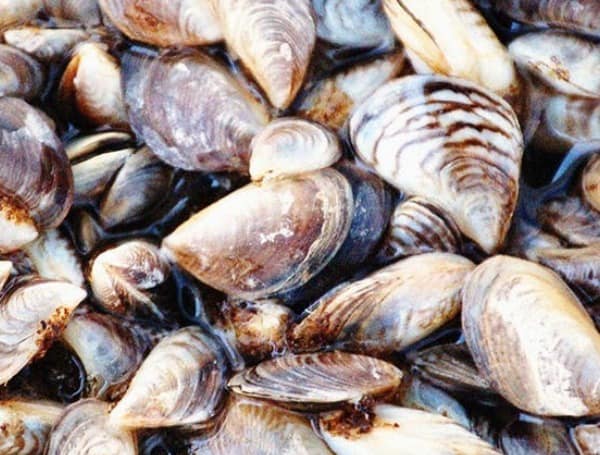 Florida FWC Asks Public to Help Stop the Spread of Invasive Zebra Mussels