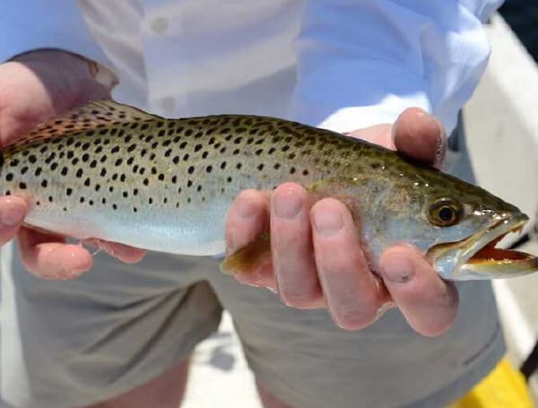 Snook, Redfish, Spotted Seatrout Reopen To Harvest In Tampa Bay Oct. 12