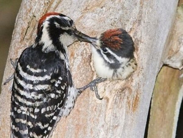 Top US Nature Society Proposes Renaming Birds Named After Slave Owners, Colonialists