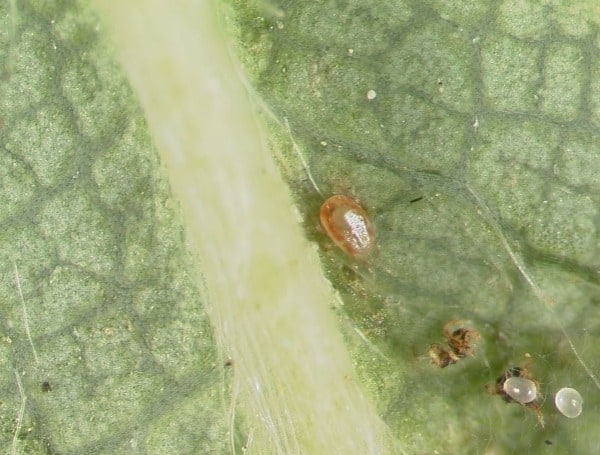 Artificial Intelligence Could Reduce The Amount Farmers Spray To Control Strawberry Pest