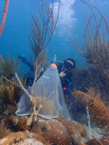 Grooved Brain Coral Spawning Observed in the Wild for the First Time in Florida