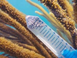 Bundles of sperm and eggs of the grooved brain coral. Collected from wild colonies in Florida for the first time.