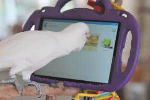 New Study Demonstrates that Animals Can Learn to  Communicate Using a Tablet