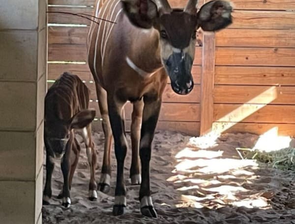 Endangered Eastern Bongo Born at ZooTampa at Lowry Park