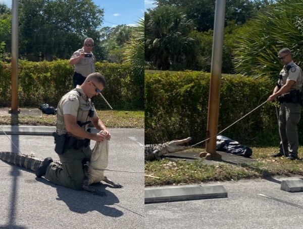 “Hangry For A Cheeseburger” Sheriff Deputies Wrangle Alligator At A Florida Wendy’s