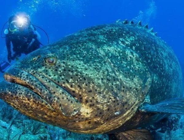 Florida FWC Continues Ongoing Goliath Grouper Efforts, Explores Limited Harvest