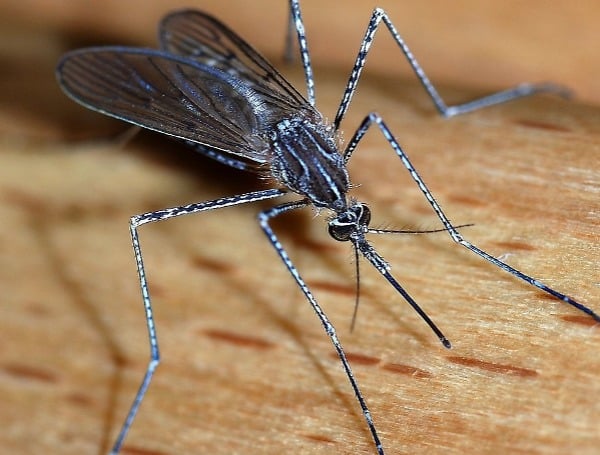 Dengue Cases Confirmed In Pasco County