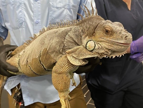 Florida FWC Helps Tag 150 Tegus And Green Iguanas