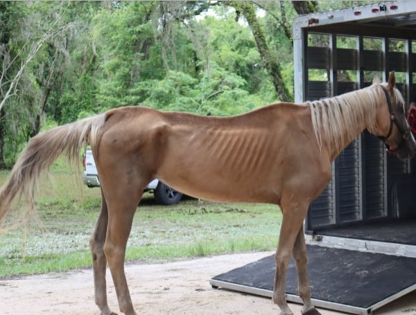 Animal Neglect Search Warrant Uncovers A Foal And Small Puppy In Shallow Grave