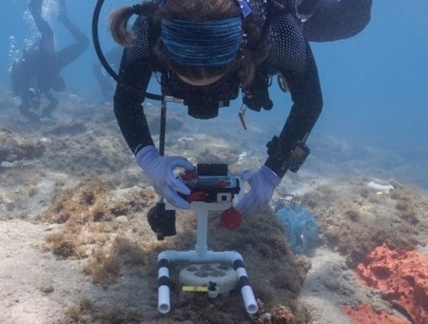 Reef-Wide Outplanting Of Corals Susceptible To Stony Coral Tissue Loss Disease Begins