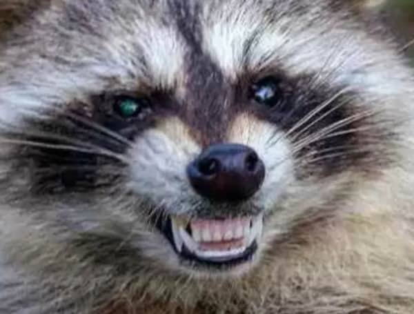 First Case Of Rabies Confirmed In Polk County