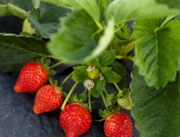 Robots May Eventually Help Kill Weeds That Impede Strawberry Yield