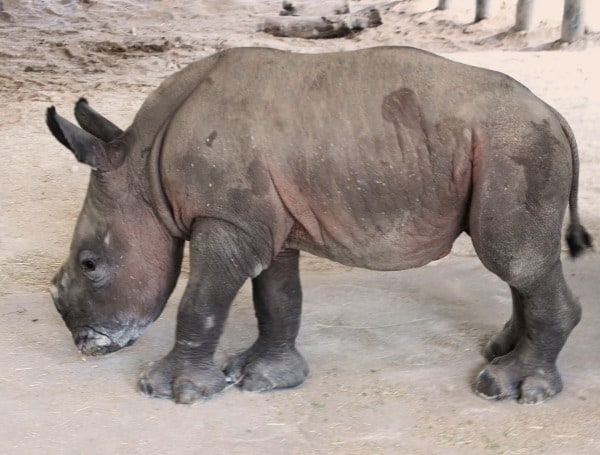 “It’s A Girl” Rare Southern White Rhino Born At ZOOTampa