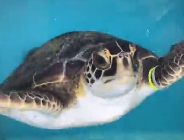 The Florida Aquarium Prepares To Release 5 Endangered Sea Turtles