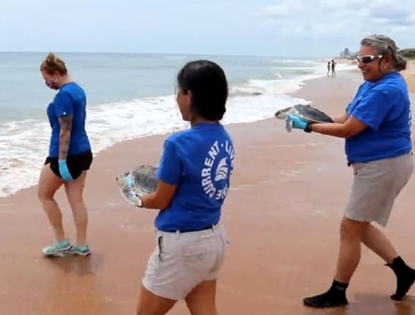 The Florida Aquarium Releases 5 Endangered Sea Turtles Friday