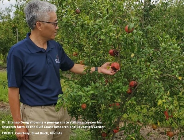 UF/IFAS Plows Forward To Breed And Grow A ‘Superfood’ The Pomegranate