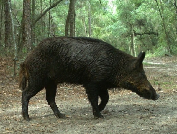 District’s Lower Hillsborough Wilderness Preserve Closed From Dusk Until Dawn For Hog Hunts Jan. 11-13