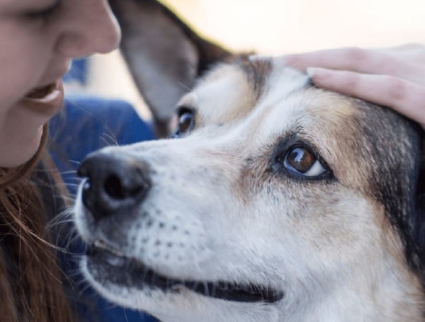 Canine Killing: In Australia, They’re Killing Dogs To ‘Save’ People From The Virus