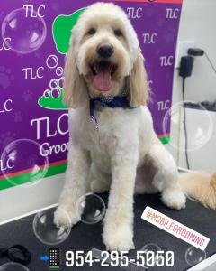 image of dog during mobile grooming process at TLC Pet Care Services