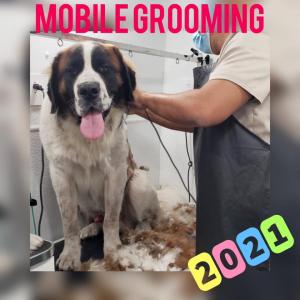 image of dog during mobile grooming process at TLC Pet Care Services