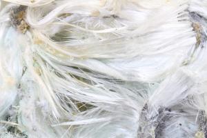 759854 asbestos fibers 300x200 1