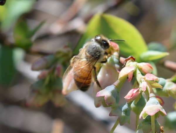 Florida Blueberry Growers Part Of National Survey On Pollinator Use