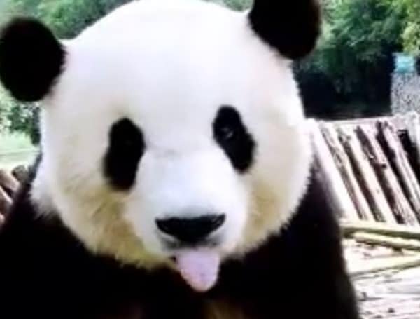 Good News: Giant Pandas Are No Longer Endangered, China Says