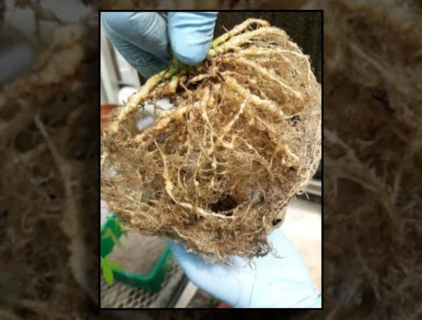 UF Finds Some Nematodes Like Hemp; First Step To Pest Control For Emerging Crop