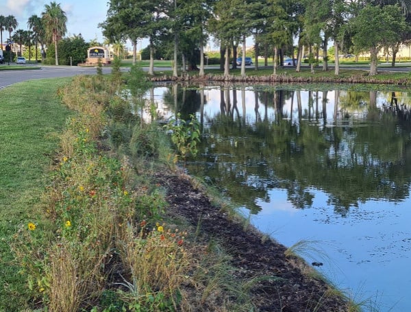 UF/IFAS Plants Flora To Try To Reduce Pollutants Going Into Lakes, Rivers