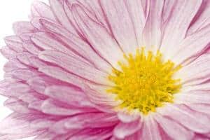 Lovely Pink Chrysanthemum For The Bride And Groom At Wedding