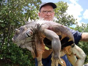 Property Maintenance Budgets Add Control of Pesky Iguanas