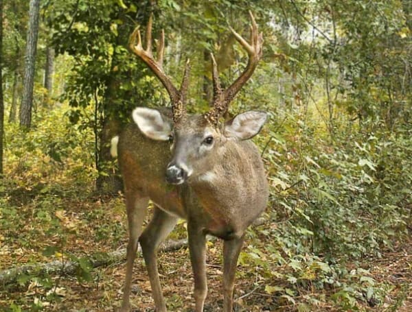 Wondering About The Impact Of Antler Point Regulations In Florida? Find Out Now!