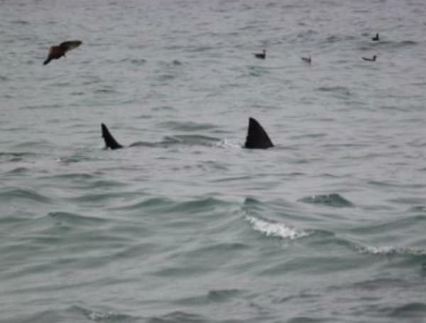 Officials Launch New Warning System After Record Number Of Shark Sightings On Long Island