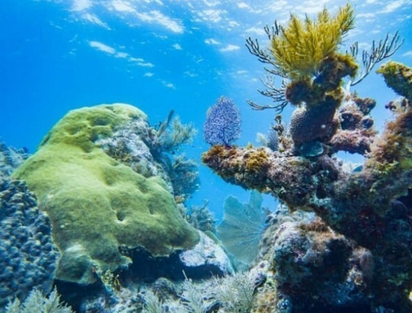 Florida’s Coral Reef: Our Underwater National Treasure