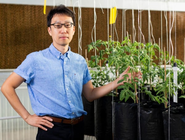 UF Scientist Works On Improving Tomato Production, Size – Presents Latest Research This Week