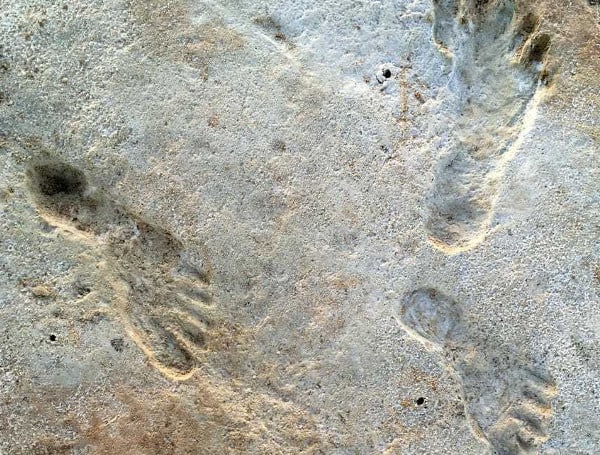 Fossilized Footprints Found In New Mexico Believed To Be 23,000 Years Old