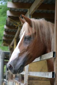 Buying Property for Paso Fino Horses