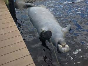 Manatee Deaths — Florida Wildlife Federation