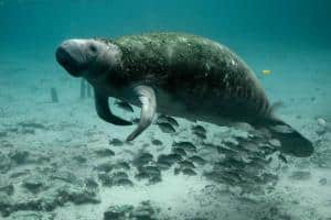 Healthy Manatee — Florida Wildlife Federation