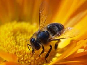 honeybee on flower