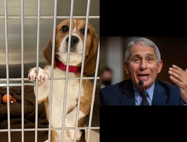 Activist Group That Exposed Dr. Fauci’s Ghastly Beagle Research Says It Was Being Set Up For A Smear Job By Media