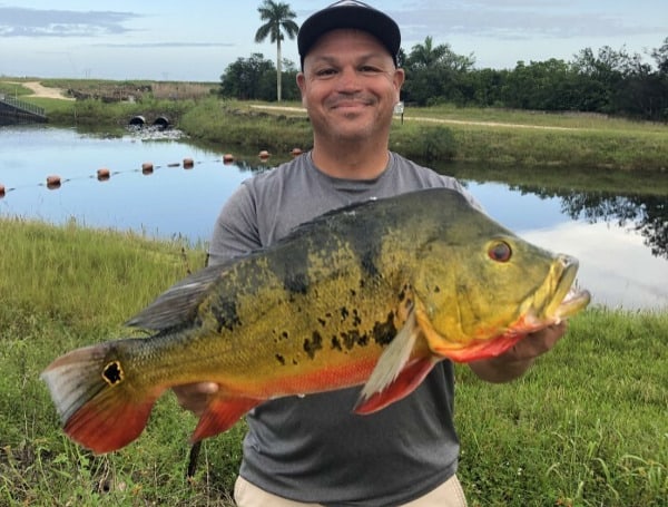 Florida FWC Certifies New State Record Butterfly Peacock Bass