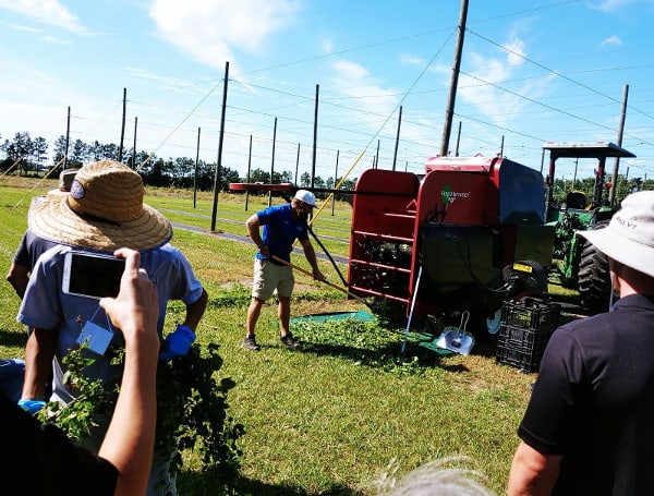 Tasty Craft Beer Brewed From University Of Florida IFAS-Grown Hops