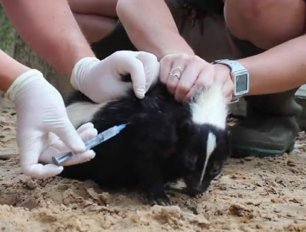 ZooTampa Begins Vaccinating Animals Against COVID-19