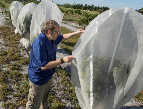 University Of Florida Research: Mesh Covers Protect Citrus Trees From Psyllids That Transmit Greening Disease