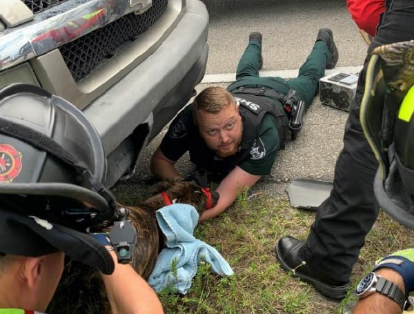 Hats Off: Deputies In Florida Help Rescue Dog Who Was Hit By A Car