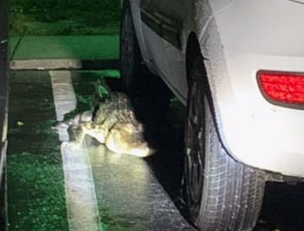 Florida Gator Found Under Car Parked In Apartment Parking Lot