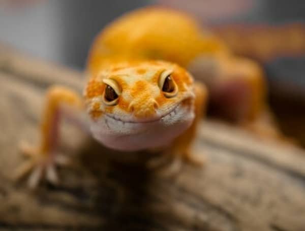 Thinking Of Getting A Pet Reptile? Here’s Why You Should