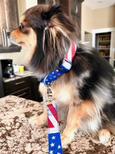 PUPPY LOVE SMART TREATS Announces First “PATRIOT” Bravery Award for “Lola” who Saved Owner from Intruder.